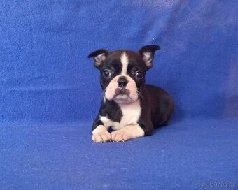 Bostonský terier - štěňátka bez pp