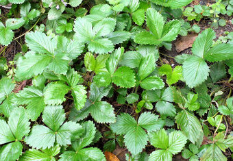 Jahodník, lesní jahody – sazenice