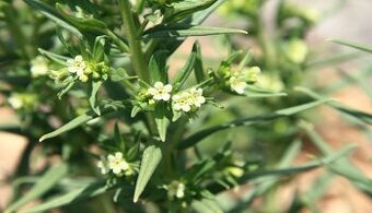 Kamejka lékařská-Lithospermum officinale 400 semen 50 Kč