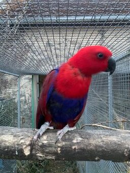 Eklektus různobarvý