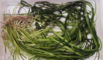 Akvarijní rostliny - Vallisneria spiralis