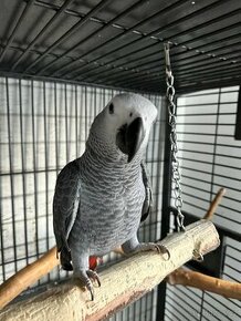 Papoušek Žako