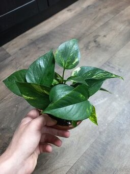 Malý pothos pokojová rostlina