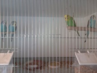 Andulka