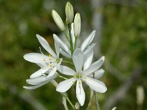 Bělozářka liliovitá - Anthericum liliago 150 semen 50 Kč