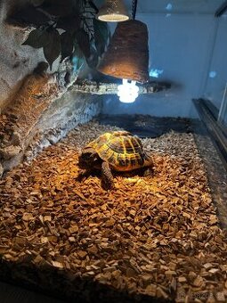 Želva zelenavá + terarium