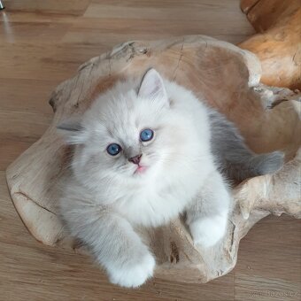 Ragdoll kocourek s PP,  blue lynx mitted.