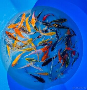 Koi butterfly