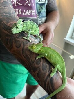 Chameleon jemenský