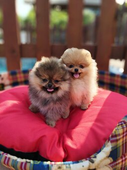 Pomeranian s PP
