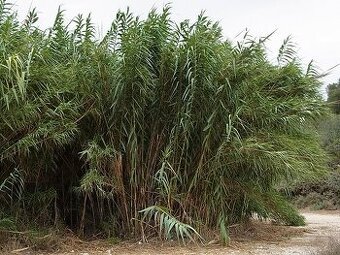 Arundo donax (trst rakosovita) dorusta 6m