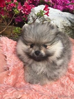 Pomeranian s p.p