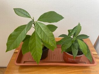 Rostlina Lucuma a avokádo
