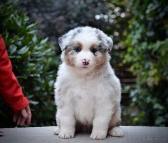 Australský ovčák s PP - blue merle pejsek