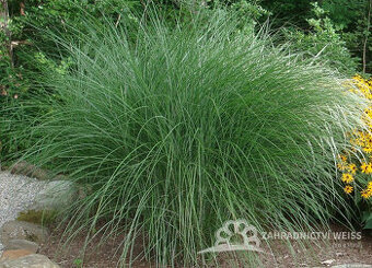 Gracilis- miscantus chinesis, sazenice