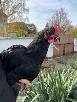 Australka velká - kohout