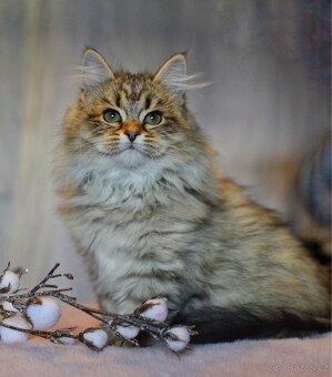 Sibiřská kočka s PP