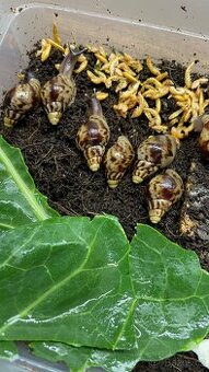 Lissachatina reticulata - africký šnek
