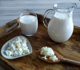 Tibetská houba pro výrobu kefíru