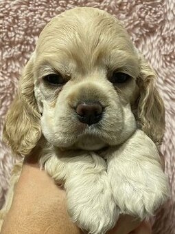 Americký kokršpaněl - štěňátka s PP