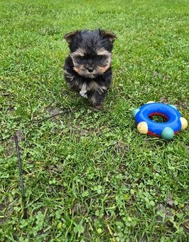 Jorkšírský teriér