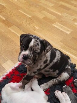 Old english buldod s PP staroanglicky buldok