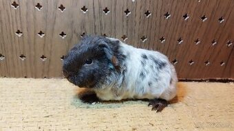 Morčata , morče hladké