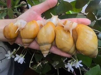 Africký šneci Lissachatina fulica hamillei rodatzi Albino b