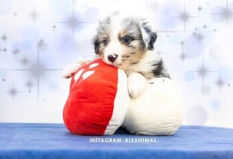Miniatúrní americký ovčák s PP- instagram - Aleantmas