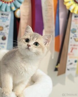 Britská modrá koťata