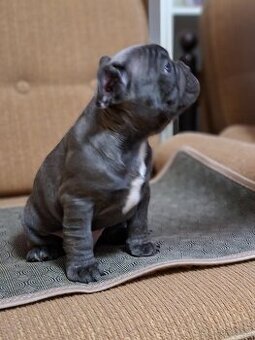 Francouzský buldoček