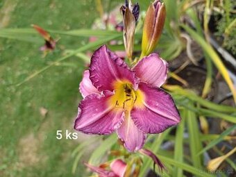 Keře, stromy, trvalky