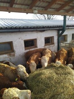 Jalovice masný simental