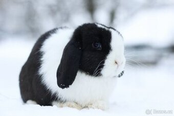 Krásná drobnější dvouletá Minilop samička