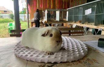 Samice s PP, morče, morčátko