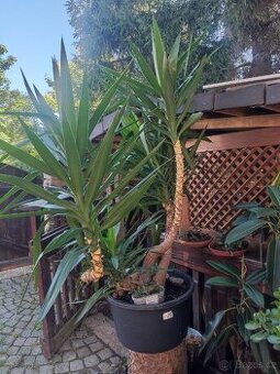 Yucca obrovska