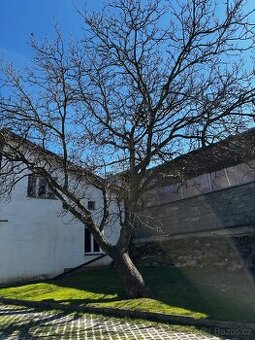 Ořech k pokácení zdarma za odvoz dřeva