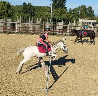 Kobylka do sportu 12 let