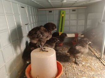 kuřátka Ayam Cemani. 5 denní -