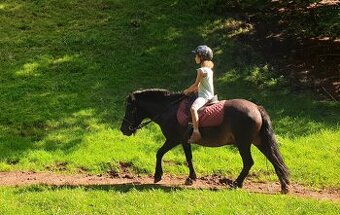 Pony valach, 15 let
