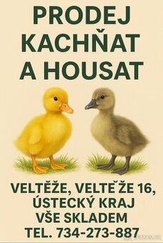 Kačata a housata