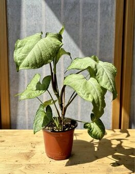 Syngonium