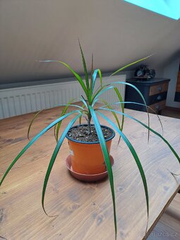 2x pokojová rostlina Dracena