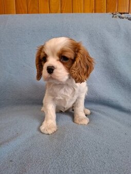 Cavalier cavalir kavalir kavalier