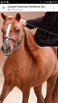American Miniature Horse s PP-valášek