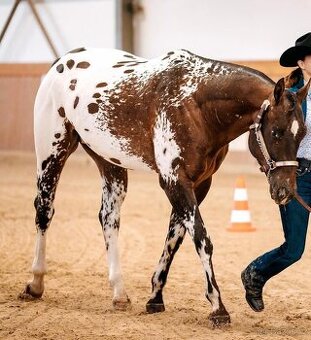 Appaloosa Hřebec