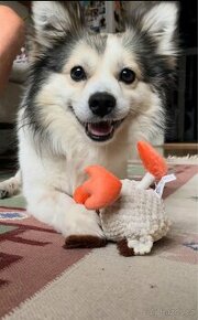 TOFÍK - 9 kg, 4 roky - 1