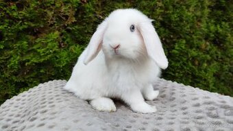 Zakrslý beránek, králíček, králík - TYMIÁN