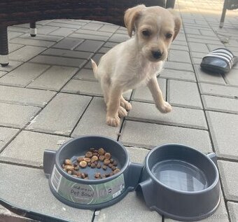 Štěně Labrador