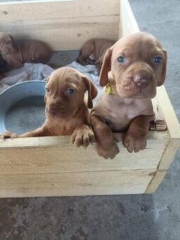 Labrador retriever x neznámý